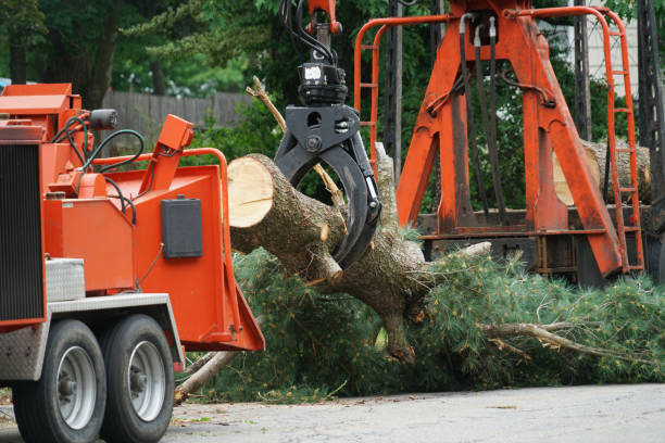 Professional Tree Services in Clarkson Valley, MO